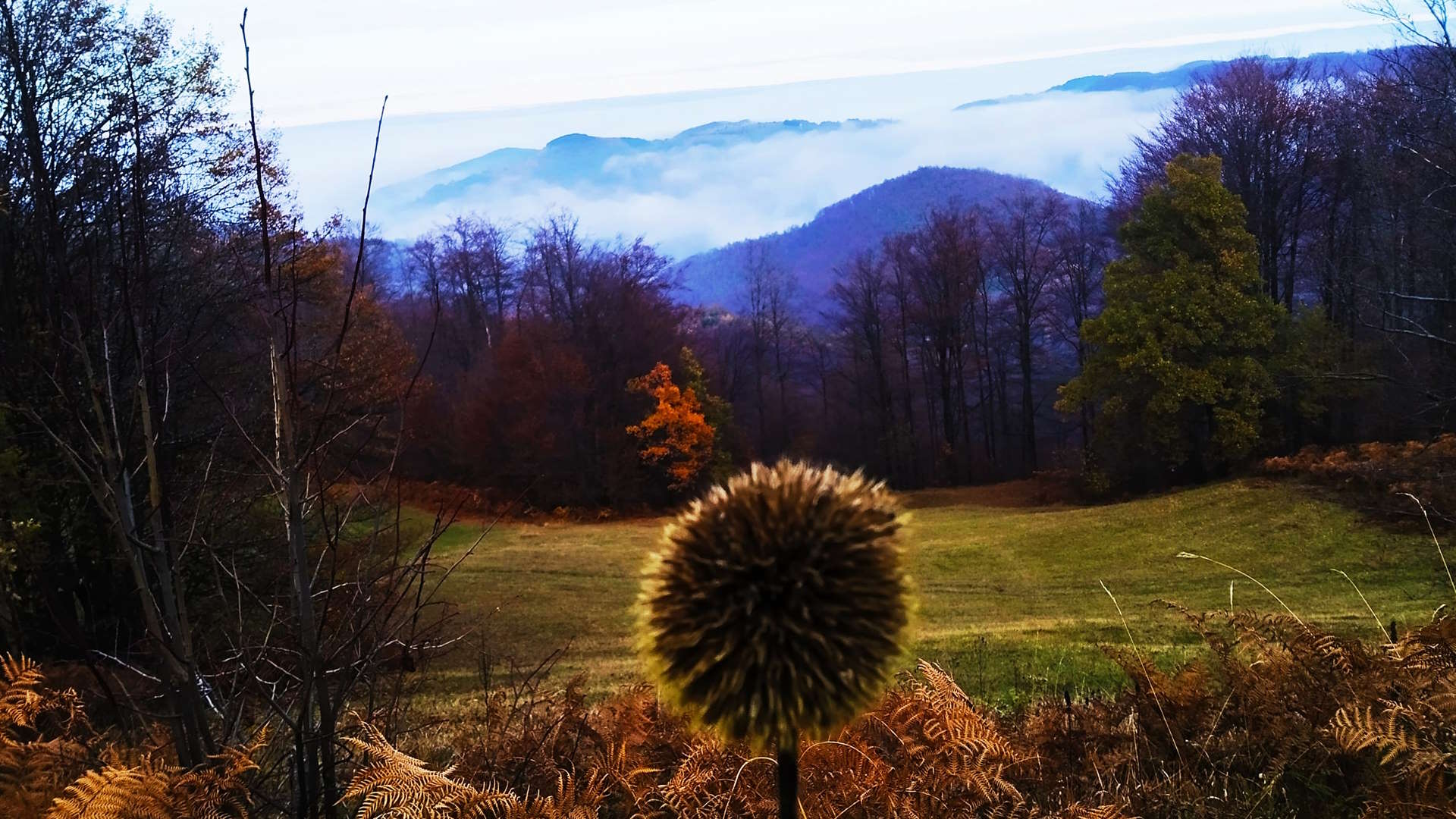 Ако те интересују биљке 